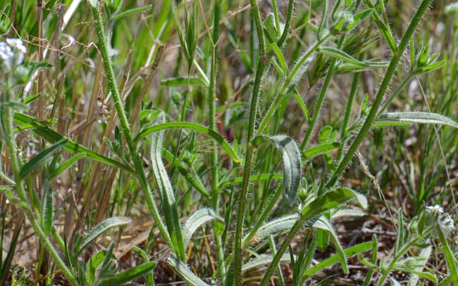 Narrowstem Cryptantha has green linear or narrowly oblanceolate bristly leaves. Stems may be single or multiples, branched or not and also coarse hairy, stiff or bristly. Cryptantha gracilis 